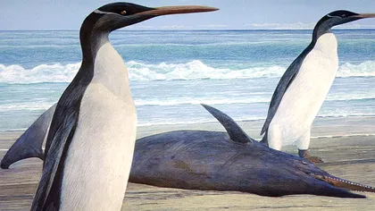 Un pinguin preistoric cântărește aproape cât o gorilă: ce au descoperit cercetătorii