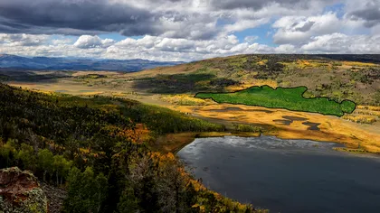 Cel mai mare organism viu de pe Pământ nu este o balenă. Ce se întâmplă cu ființa care se întinde pe o suprafață uriașă