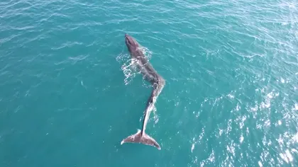 VIDEO Din păcate, și balenele au scolioză, nu doar oamenii: cum le afectează afecțiunea la coloana vertebrală