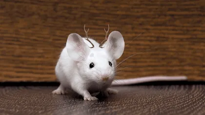 Experimentul bizar al cercetătorilor: șoarecilor le-au crescut “mini-coarne” după ce oamenii de știință le-au implantat celule de cerb