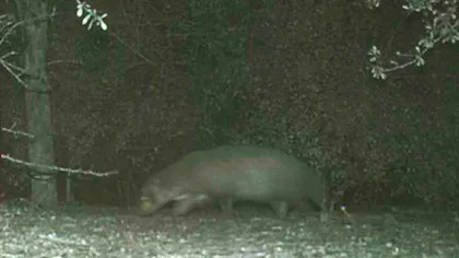 Creatura stranie, imortalizată din întâmplare: nimeni nu știe ce animal este