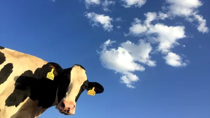 Moarte absurdă. Un pensionar, ucis de o vacă „zburătoare”. Cum a fost posibil și unde