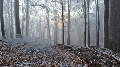 Locul din România de care puțini români știu: unde se află “Pădurea de argint”, de ce se zice c-ar fi 