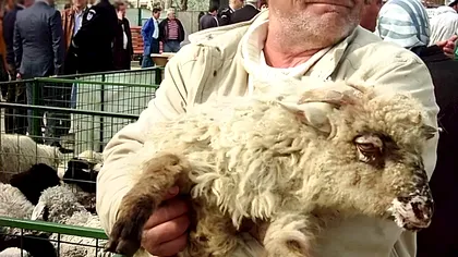 Pățania unui bărbat din Mangalia după ce a cumpărat un miel de 12,5 kilograme. „Voi trece din nou pe acolo și o voi recunoaște pe vânzătoare
