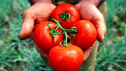 Roșiile, pericol de moarte pentru primii europeni. Le numeau „mere otrăvite”. Care a fost motivul