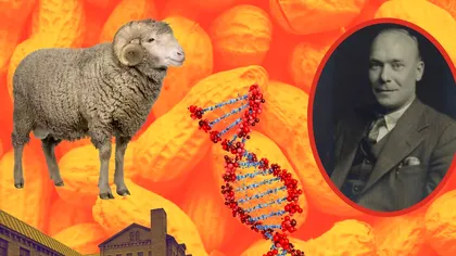 Lâna „vegană”, făcută din alune: povestea uitată a inventatorului care ar fi putut revoluționa industria