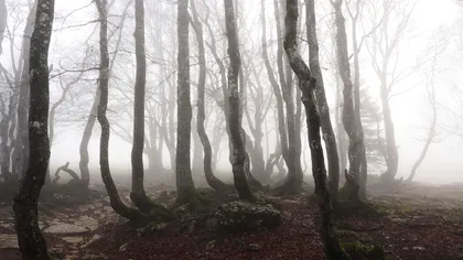 Pădurea din România care ar ascunde poarta iadului