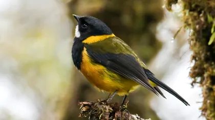 Aceste păsări otrăvitoare sunt “înarmate” cu una dintre cele mai puternice neurotoxine din lume