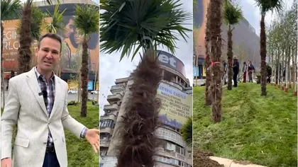 Primăria Capitalei, foc și pară pe palmierii lui Negoiță. „Centrul Bucureștiului nu e grădina lui cu maimuțe”