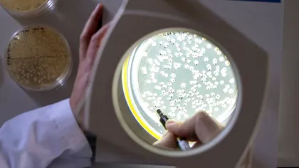 Cheia longevității se află în ciuperci: ce au descoperit oamenii de știință