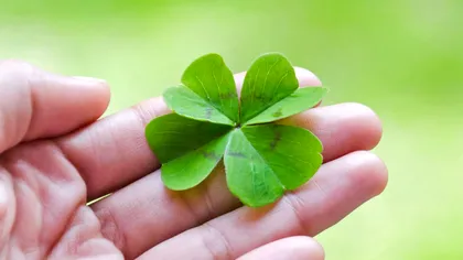 Cât de rari sunt trifoii cu patru foi, de fapt, și de ce aduc noroc: explicația științifică
