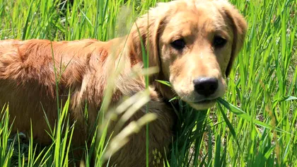 Câinele tău mănâncă iarbă? Ce înseamnă asta și mai ales, de ce face asta