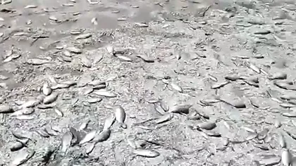 Dezastru ecologic în Ucraina. O mulțime de pești morți într-un sat din sudul țării. Ce riscuri sunt. Video  