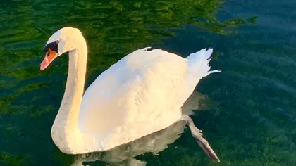 Trei adolescenți, arestați după ce au furat o lebădă și au mâncat-o. Au crezut că e o „rață foarte mare”