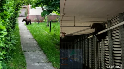 Un urs a fost filmat în parcarea unui mall din Brașov. Animalul a căzut de la etaj și a fost eutanasiat