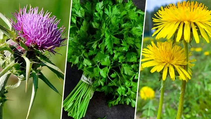 Plantele care elimină metalele grele din corpul tău