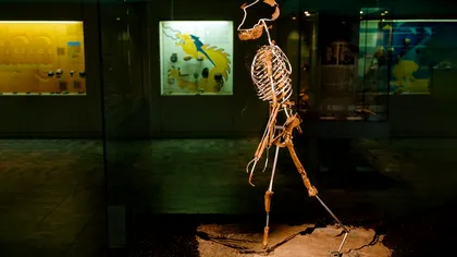 Descoperire fascinantă a oamenilor de știință: când a mers pentru prima oară ”omul”