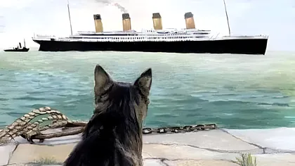 Singurul suflet care a știut că Titanicul se va scufunda: pisica Jenny și-a dat puii jos de pe navă înainte de plecare