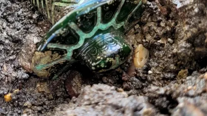 „Are mai bine de 3.000 de ani”. Descoperire uluitoare într-un cimitir din Germania. Foto