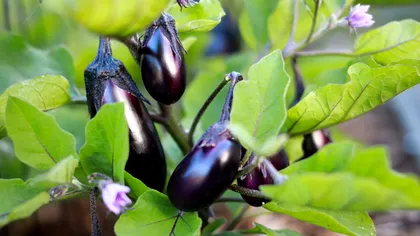 Avertismentul specialiștilor referitor la vinete. Pericolele ascunse ale uneia dintre cele mai iubite legume ale verii 