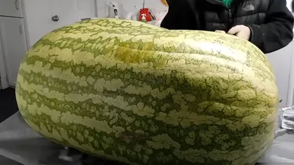 Ce au găsit doi bărbați în interiorul unui pepene de 130 de kilograme. Au filmat totul