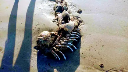 Descoperirea bizară de pe plajă ce îi face pe oameni să creadă că sirenele chiar există. Foto