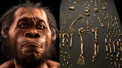 Descoperirea ce a dat peste cap lumea oamenilor de știință. Cum ar fi fost întrecuți strămoșii oamenilor de o altă specie