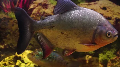 Peștele cu dinți de om care uimește întreaga lume. Cu ce se hrănește. Foto