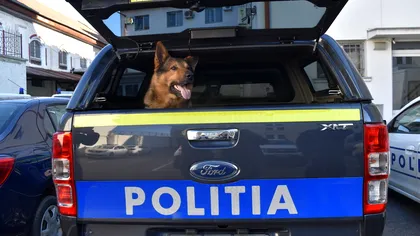 Poliția Animalelor din România este doar începutul dezastrului: eșecul instituțional de la care “ne mănâncă câinii” EXCLUSIV