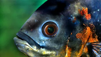 Acest pește orb trăiește în întuneric, dar, cumva, percepe lumina: care e explicația cercetătorilor