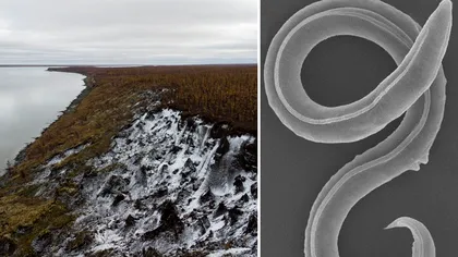 Oamenii de știință au înviat viermi vechi de 46.000 de ani: ce au început să facă imediat după sfidează orice logică