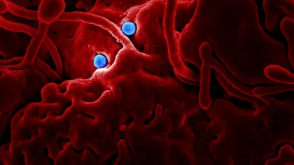 Adevărul despre microbiom, dezvăluit de cercetători. Bolile ce ar fi provocate de nereguli ale acestuia 