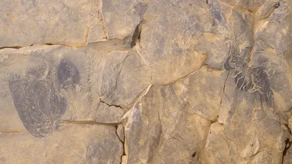 Are 505 milioane de ani și 90 de tentacule asemănătoare cu degetele. Creatura care a uimit oamenii de știință