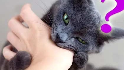 Cât de periculoasă este mușcătura de pisică. Ce ți se poate întâmpla, care este cauza