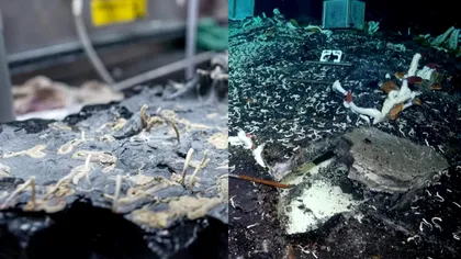 Noi forme de viață descoperite pe Pământ, în premieră. Unde au fost găsite. ”Este un nou ecosistem”