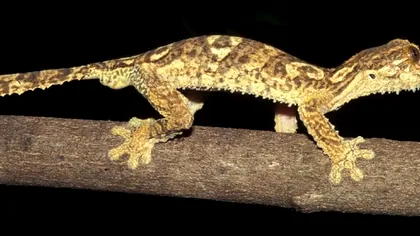 Specia nouă de șopârlă descoperită de cercetători. Care este capacitatea sa neobișnuită