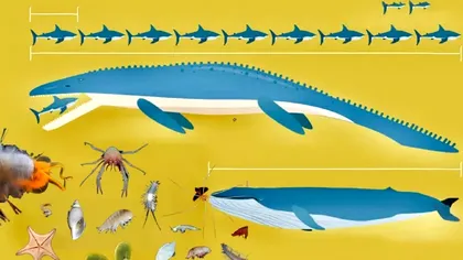 Topul celor mai longevive animale de pe Pământ. „Campionul” mamiferelor s-ar putea să te surprindă