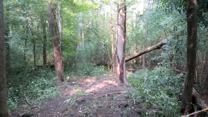 Un nou record confirmat de Guinness. Descoperirea cu care un bărbat a ieșit din anonimat, a ținut-o secretă mulți ani