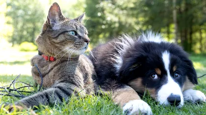 Vacanțe în străinătate alături de animalele de companie. Care sunt condițiile impuse în Uniunea Europeană