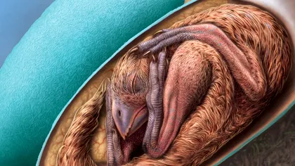 Descoperire fascinantă: un embrion de dinozaur perfect conservat a fost găsit în interiorul unui ou fosilizat