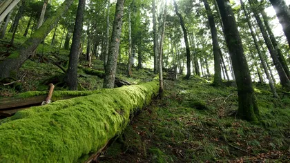 Protejarea pădurilor la români, între mit și fantezie: analiza defrișărilor ilegale care îți ridică părul pe mână