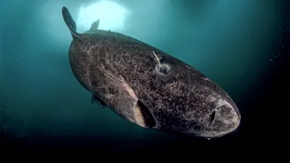 Cum ne-a învățat bomba atomică că rechinii din Groenlanda trăiesc până la 400 de ani