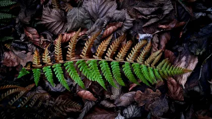 Apocalipsa climatică a început. Cum va fi vremea la iarnă și anul viitor. „Se schimbă toate caracteristicile anotimpurilor”