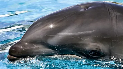 Ce este un wholphin, animalul hibrid din oceane. Din ce specii diferite a rezultat, care este explicația
