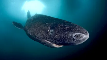 Cel mai longeviv animal vertebrat de pe planetă, zărit în Caraibe. Specia rară trăiește în Groenlanda, ce s-a întâmplat, de fapt