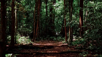 Comoara găsită de doi români într-o pădure. Câți bani pot păstra din valoarea ei. „Sentimentul este unic” - Foto