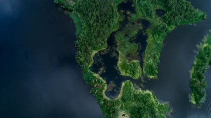 Cum arătau primele forme de viață care au apărut pe uscat. Au existat în urmă cu 407 milioane de ani