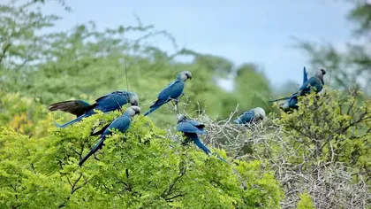 Extincție în masă, cauzată de activitatea umană. „Următoarele două decenii vor defini viitorul oamenilor”