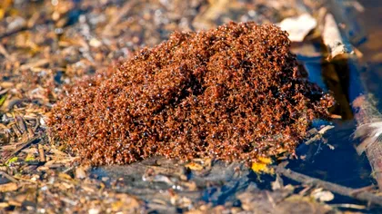 Fenomenul periculos care a apărut în Europa. A venit din America de Sud și pune stăpânire pe țările europene