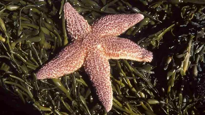 Stelele de mare ascund un secret ce te va pune pe gânduri. Diferența tulburătoare față de imaginea acestei specii creată de ”Finding Nemo”, ce au descoperit cercetătorii